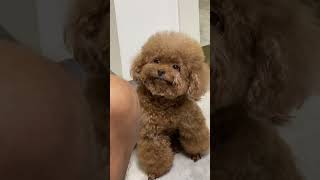 Canine Compilation [Part 2] #shorts #dogs
