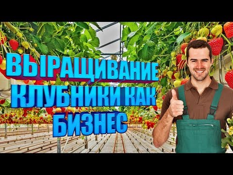 Выращивание клубники в домашних условиях круглый год как бизнес