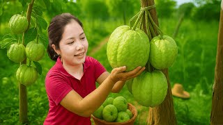 Download Lagu Harvesting Giant Guava ( Gift of Nature ) Goes to market sell | Lý Thị Linh MP3 Download Lagu Harvesting Giant Guava ( Gift of Nature ) Goes to market sell | Lý Thị Linh MP3