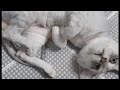 재밌는 영상 | 냥이 | Funny animals