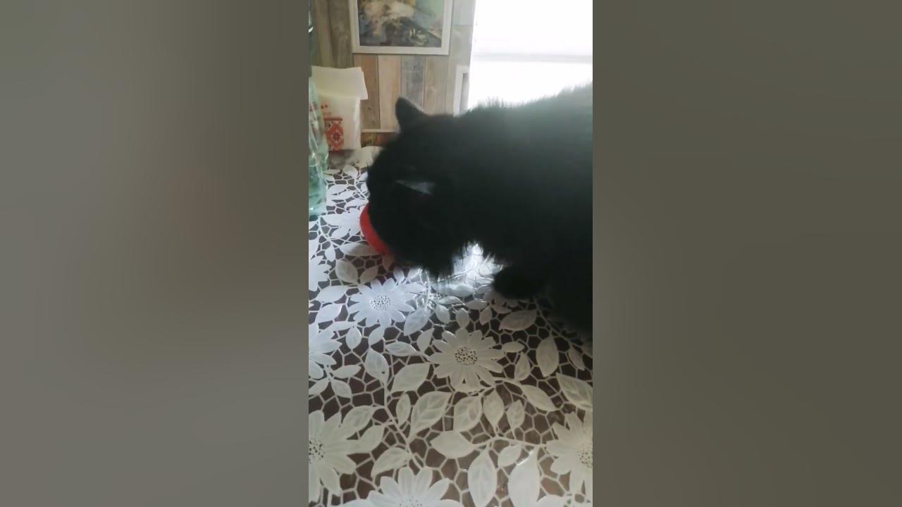 любовь и помидоры😁 - YouTube