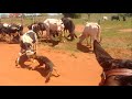 TOCANDO O GADO E ALIMENTANDO OS CACHORROS