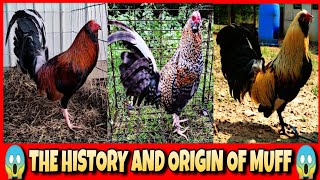 The history and origin of muff chicken.