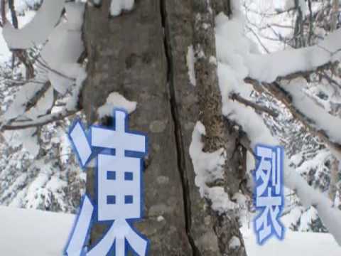 北海道旭岳山麓雪中キャンプ