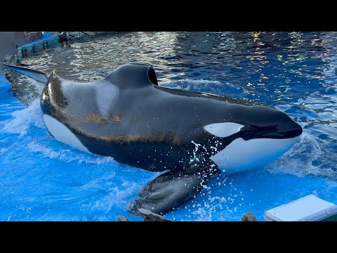 2025/07/24 シャチの公開トレーニング リン&アース編 【17:30の