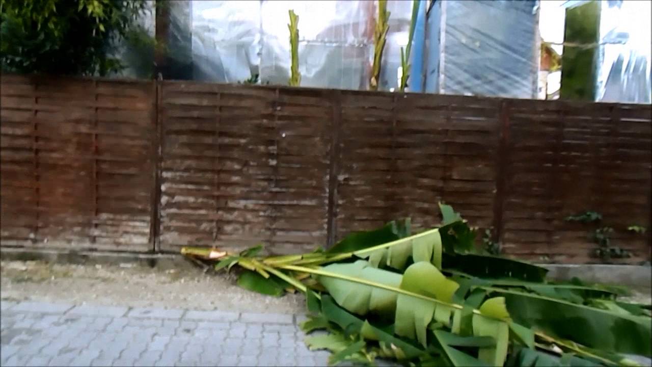 Banánok teleltetése