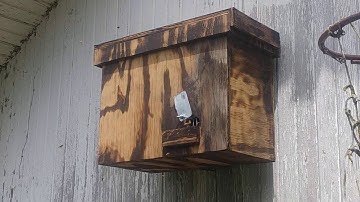 Old Beekeeper Poem, Swarm Trap, Bait Hive 🐝 #Beekeeper #poem #Shorts