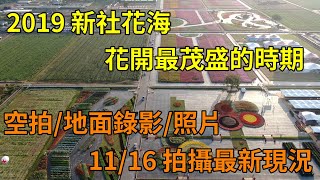 2019新社花海 11月16日花開最茂盛時拍攝 空拍+地面錄影+ ...