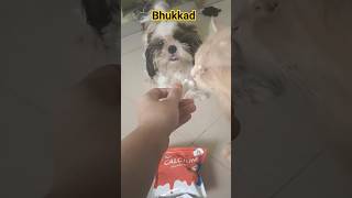 Milk bone is for zuni | see who is eating this | simba wants to eat everything cat dog love like