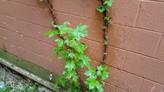 2017.05.11 - Trash and vines growing behind 916 building