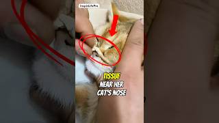Cat Owners Must Know This The Shocking Mucus Removal Trick
