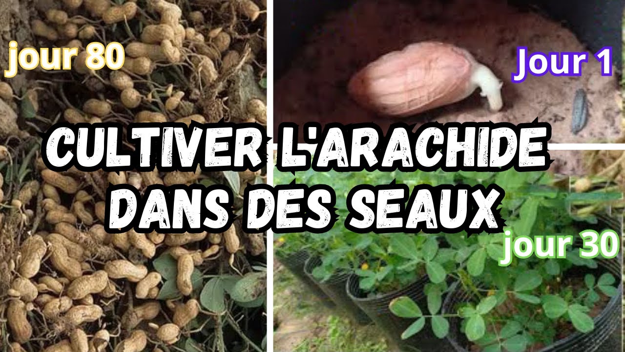 Cultiver les arachides dans des seaux (facile et simple)
