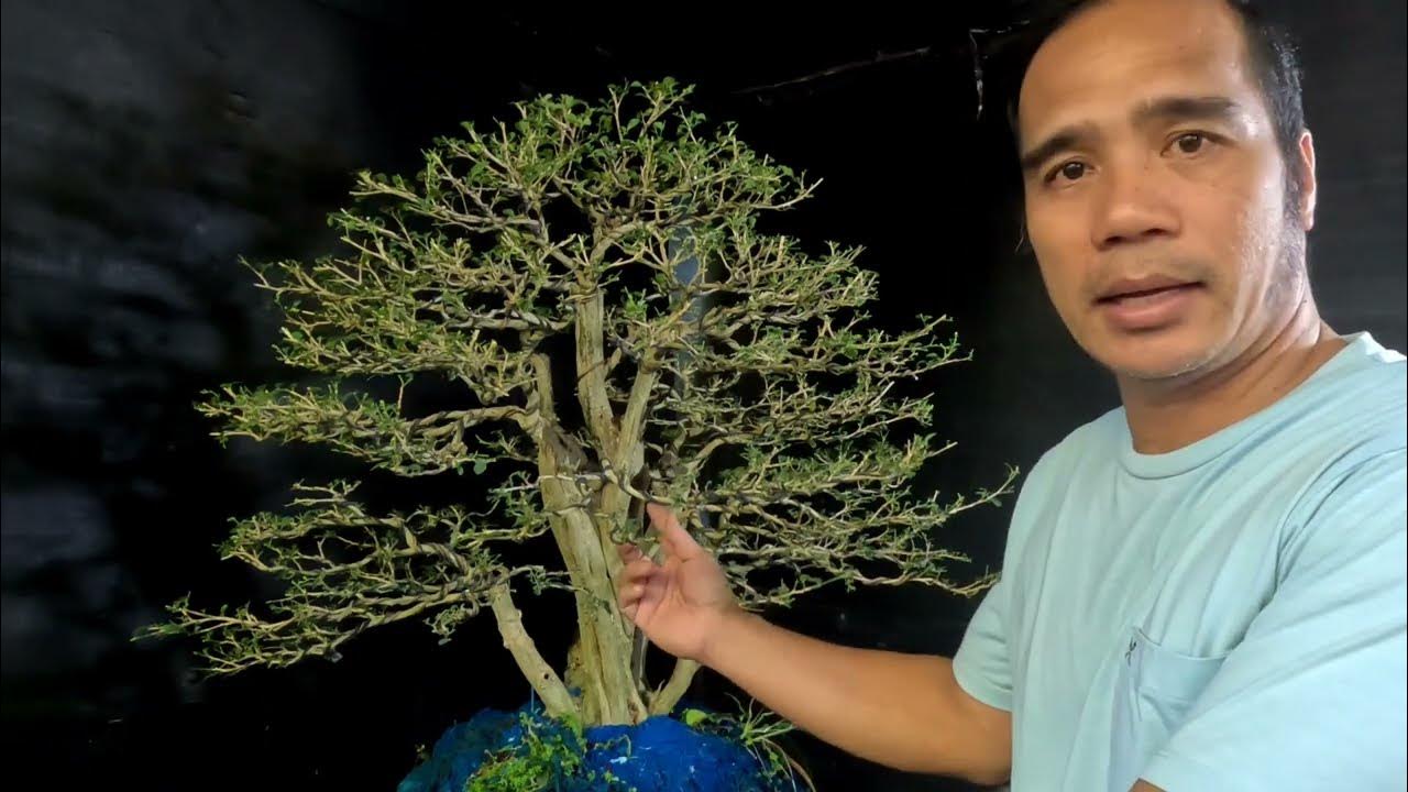 AYUSAN NATIN ANG KAMUNING TULIS PARA MAISALI SA BONSAI SHOW. bonsai 