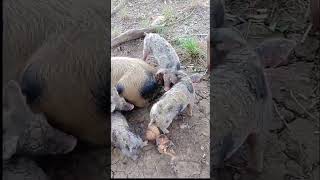 Cómo Eliminar La Sarna De Los Cerdos Resimi