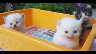 TOPs CLG American Curl kitten : 3 weeks by Strange Universe 160 views 4 years ago 1 minute, 2 seconds