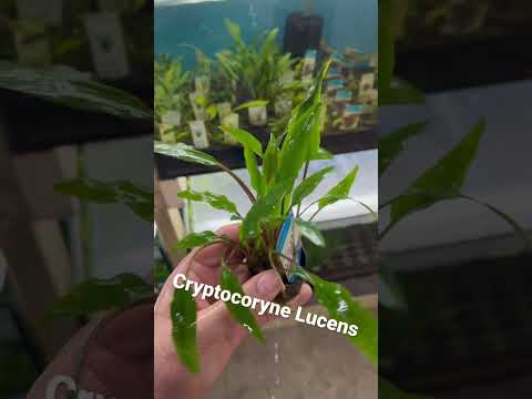 Cryptocoryne Lucens #plants #aquariumshop #aquarium