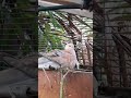 Silly Dove Nest