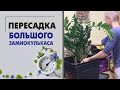 Пересадка большого замиокулькаса | Мое мнение о горшках Лечуза