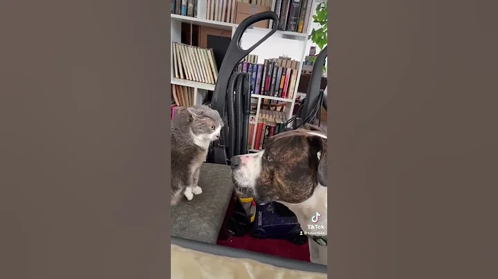 Cat: who let the dogs out