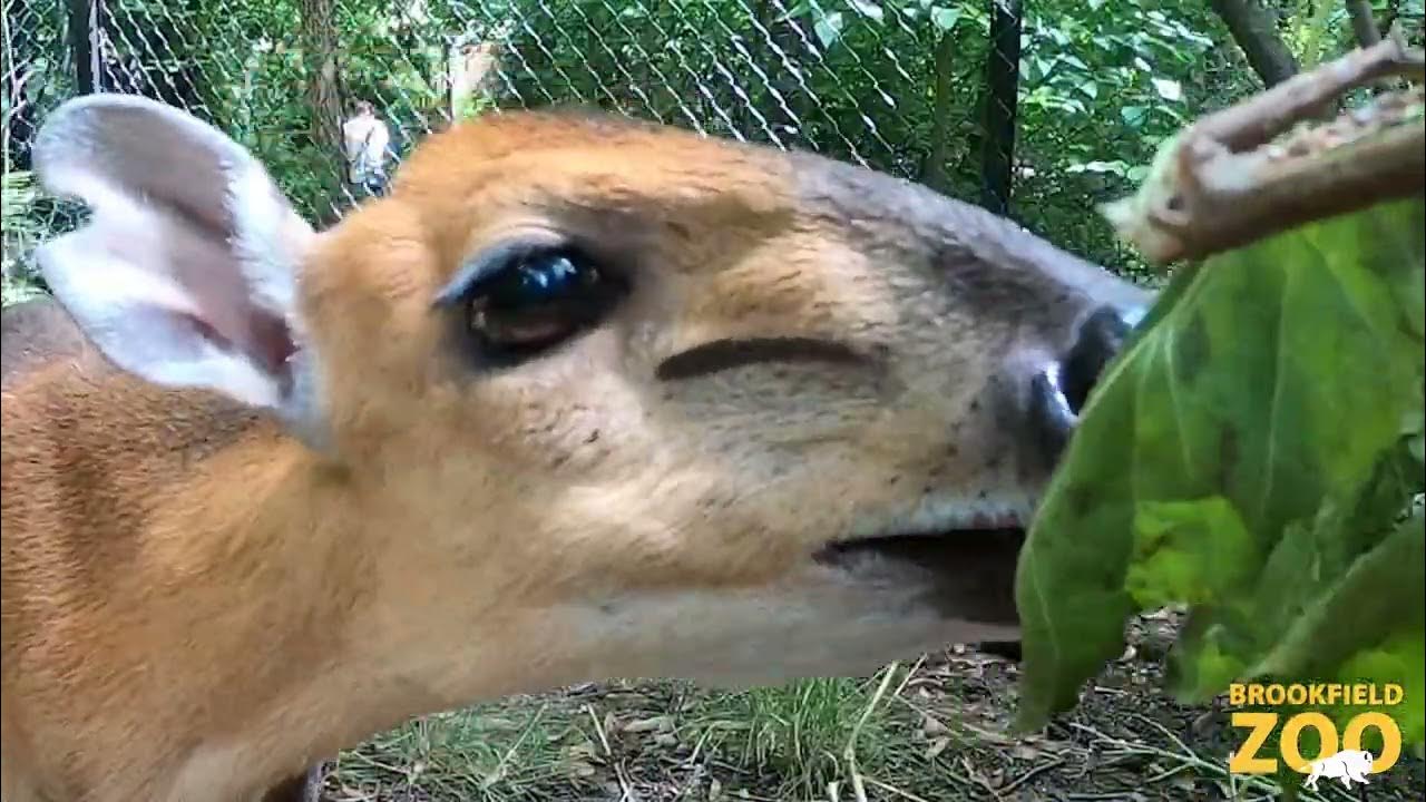 Red Flanked Duiker Born at Local Zoo • Atascadero News