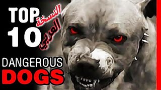 أشرس و أخطر 10 أنواع كلاب في العالم النسخه العربيtop 10 dangerous dogs