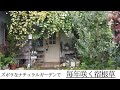 【ガーデニング】ズボラなナチュラルガーデンでも毎年咲く宿根草・球根・紫陽花を紹介。