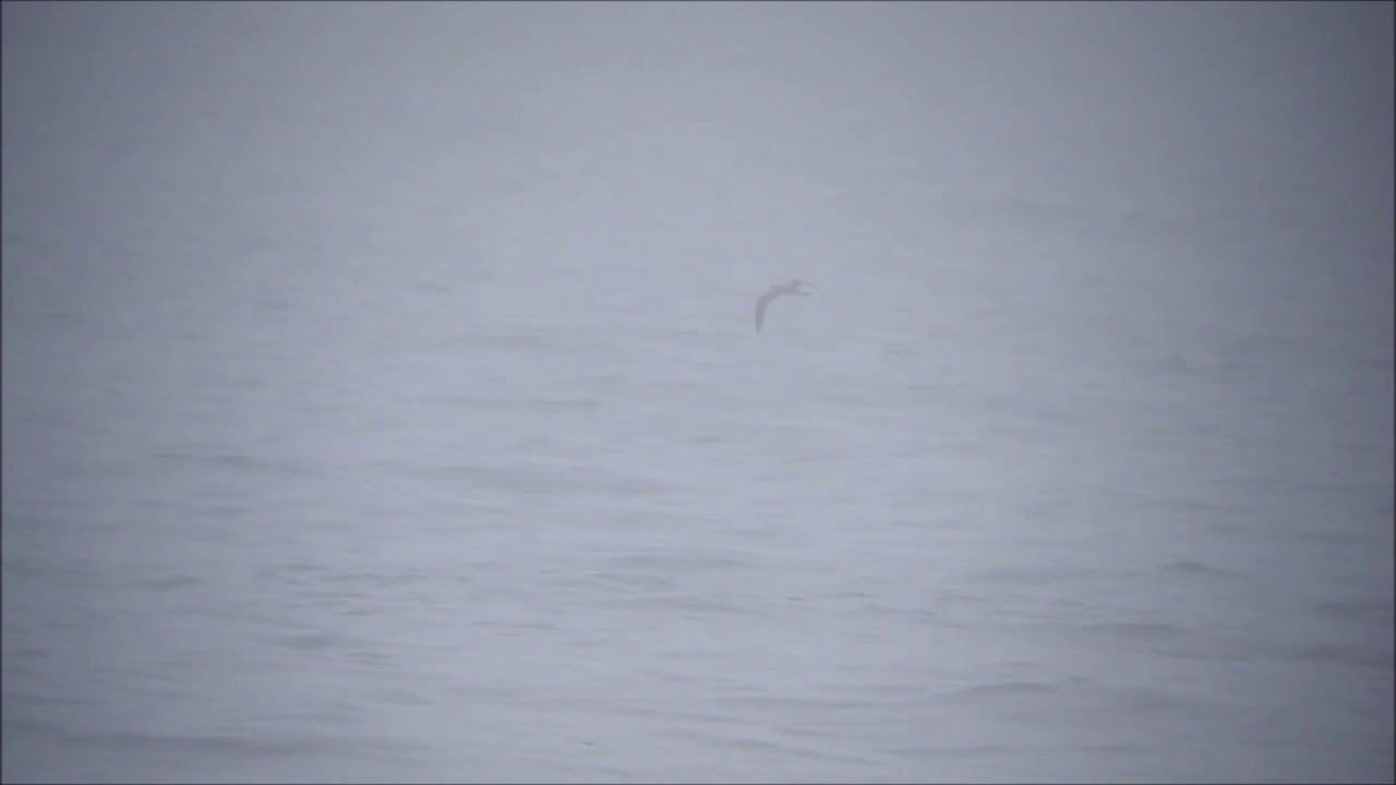 camera iphone 8 plus apk Cory's Shearwater, Northumbs, 22.8.17