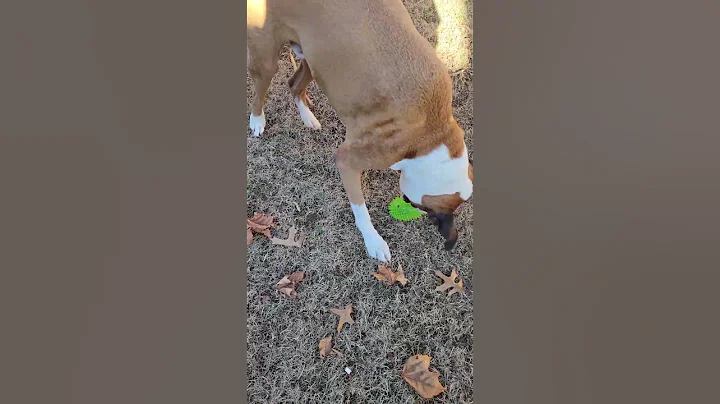 now if only the dogs next door would get trained t...
