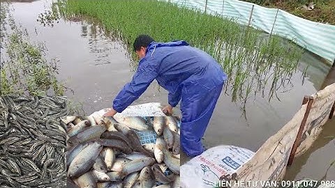 Mô hình nuôi Chuối hoa kết hợp Rô Đồng trong ruộng lúa tại Hoằng Hóa THANH HÓA @trại-giống-hà-nam