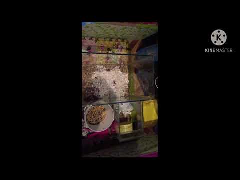 Video: Ինչպես պատրաստել Hamster վանդակներ