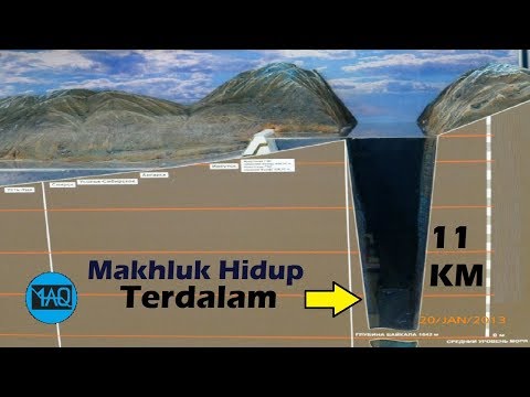 INILAH 5 Makhluk Hidup yang Tinggal Paling Dalam Dibawah Permukaan Bumi !!