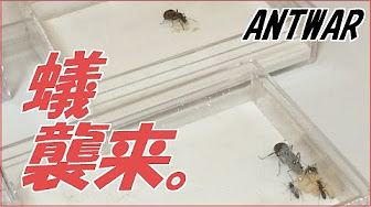 蟻戦争 1 0 更新中