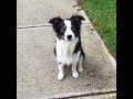 Off Leash Border Collie Recall Special Off Leash Border Collie Recall Special