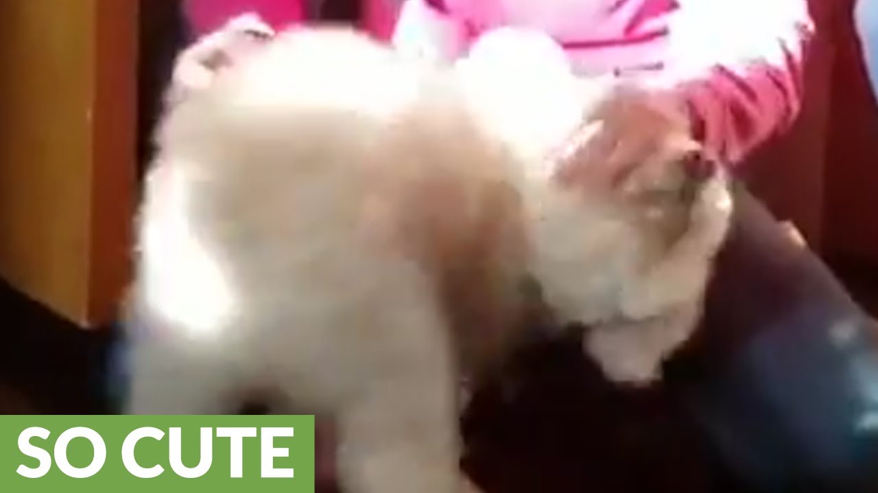 Girl and her dog reunite after being apart for weeks - YouTube