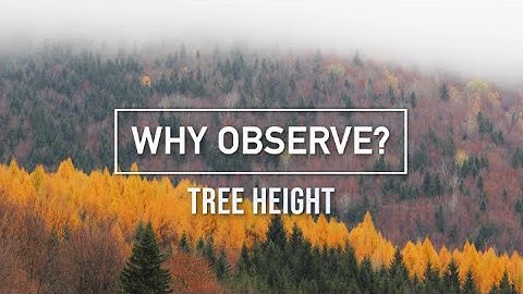 Why Observe?: Tree Height