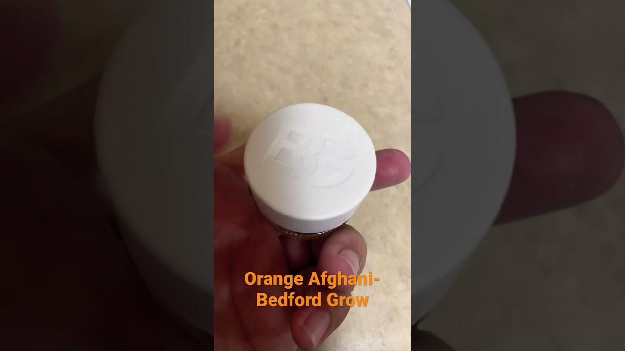 Orange Afghani- Bedford Grow