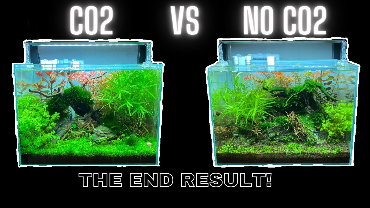 CO2 VS NO CO2 - BY SIDE COMPARISON - THE DIFFERENCE CO2 MAKES IN PLANTS YouTube