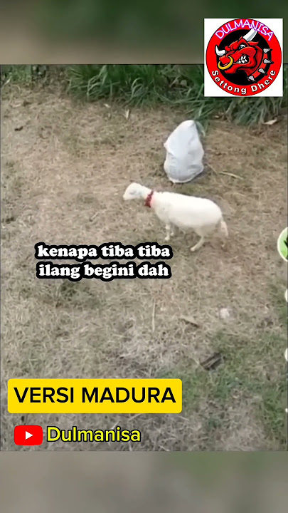 THE FLASH #madura #funny #lucu #hewan #shorts