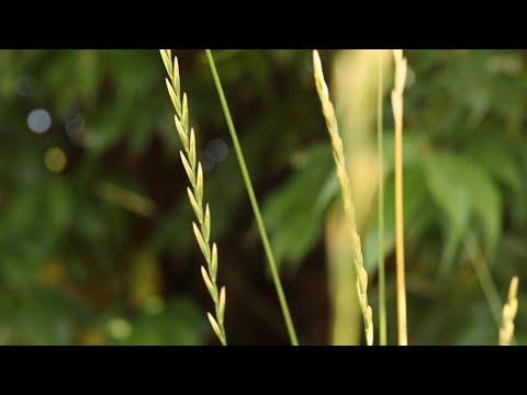 Video: Hvad er meningen med agropyron repens?