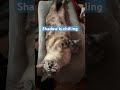 Shadow #music #cat #cute