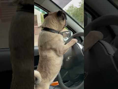 Мопс за рулём 🤣 #мопс #псы #mops #собака #мопсики #песики #юмор # ...