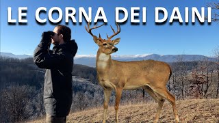 Daini e fototrappole in Emilia all' Oasi dei Ghirardi