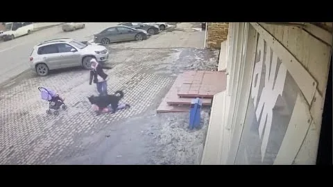 Бродячая собака напала на 5-летнюю девочку у Городского парка