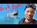 Will smith - Swimming with Sharks | bucket list EP4