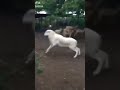 Goat hit man  fun  funny