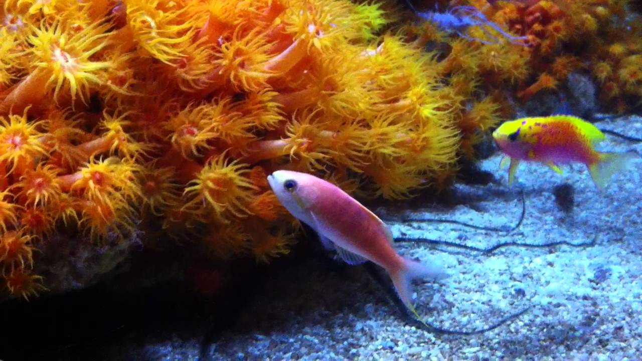 Rabaulichthys sp. feeding