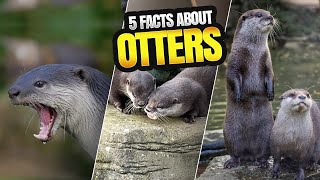 5 AMAZING FACTS ABOUT THE ADAPTABLE AND EFFICIENT OTTER
