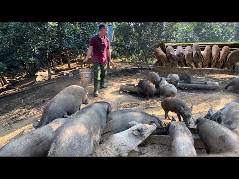 عاد جوني إلى المزرعة وواصل العمل