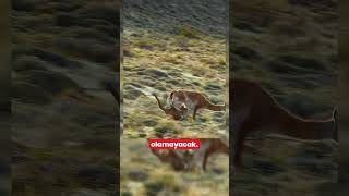 Puma Lamayı Avlıyor 😯😮