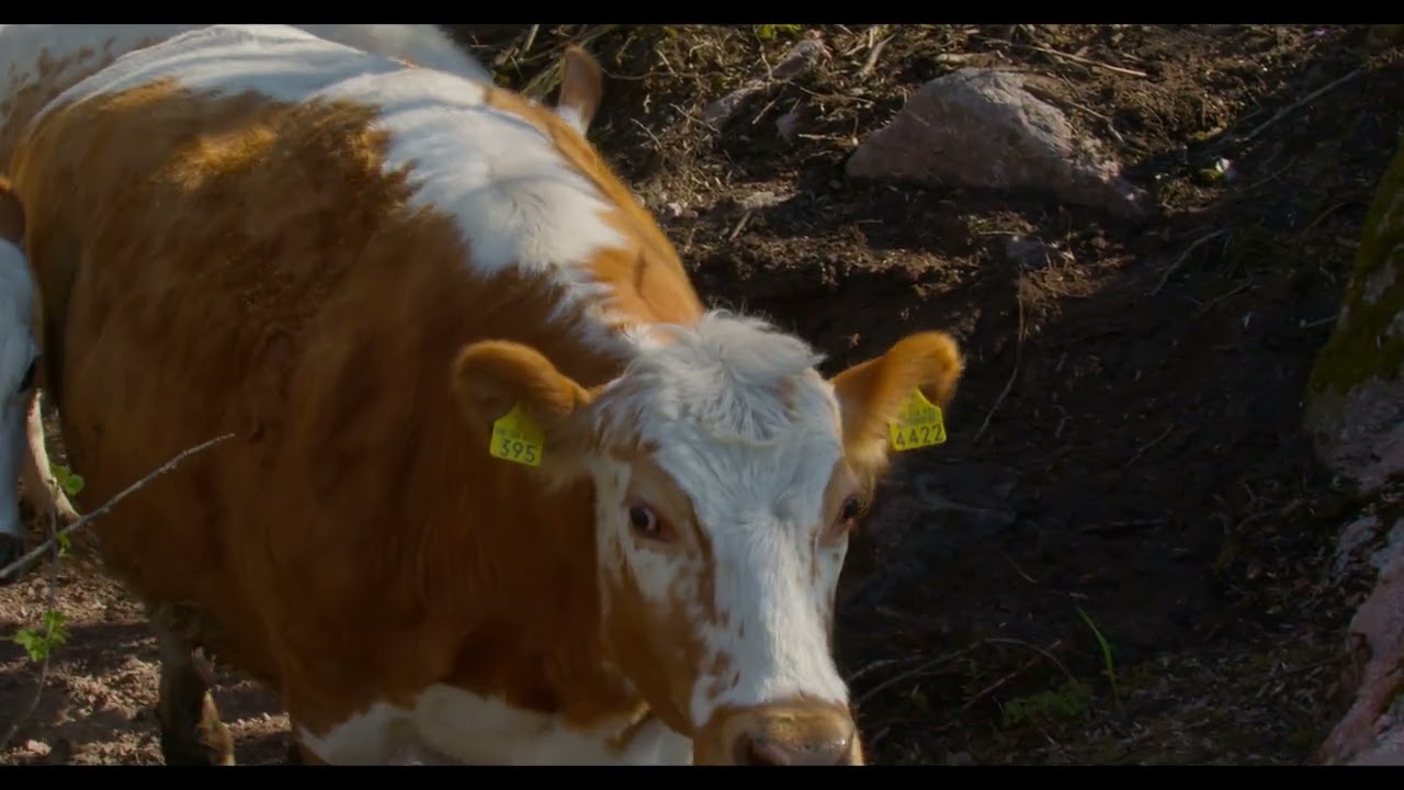 cows coming out in the summer with "Jerk It Out" by "Ceasars"